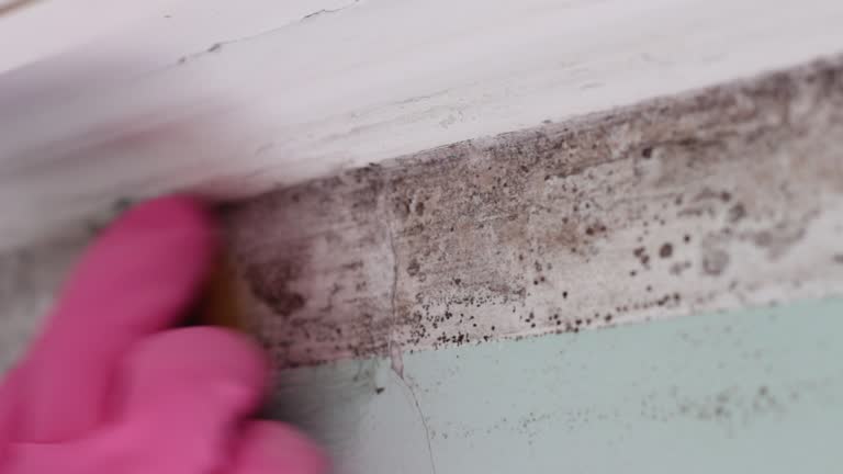 Best Commercial Mold Inspection  in Independence, KS